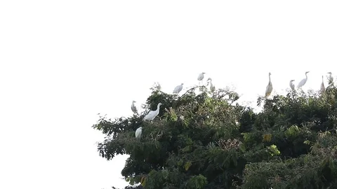 Bubulcus ibis, Cattle egret colony, with fledgling Video stock 119423221