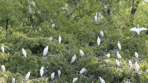 Bubulcus ibis, Cattle egret colony, with fledgling Stock-Footage 119423240