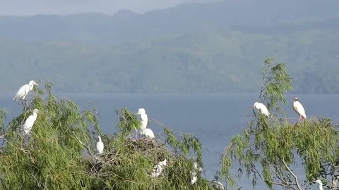 Bubulcus ibis, Cattle egret colony, with fledgling Stock-Footage 119423301