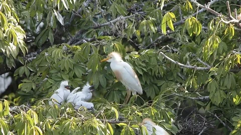 Bubulcus ibis, Cattle egret colony, with fledgling Stock-Footage 119423326