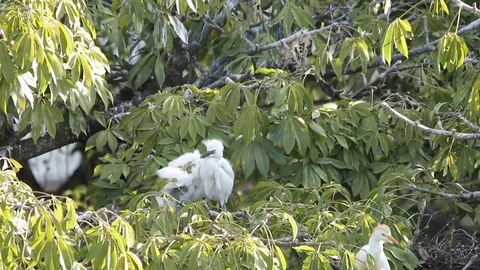 Bubulcus ibis, Cattle egret colony, with fledgling Stock-Footage 119423353