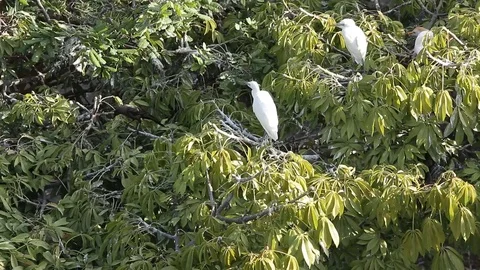 Bubulcus ibis, Cattle egret colony, with fledgling Stock-Footage 119423375