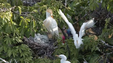 Bubulcus ibis, Cattle egret colony, with fledgling Stock-Footage 119423406