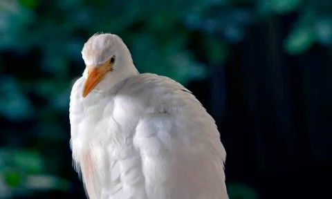 Bubulcus Ibis close up in white and a orange brown beak in a nature scene Stock Photos
