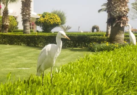 Bubulcus Ibis Egypt Stock Photos