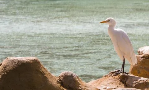 Bubulcus Ibis Egypt Stock Photos