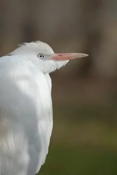 Bubulcus ibis Stock Photos