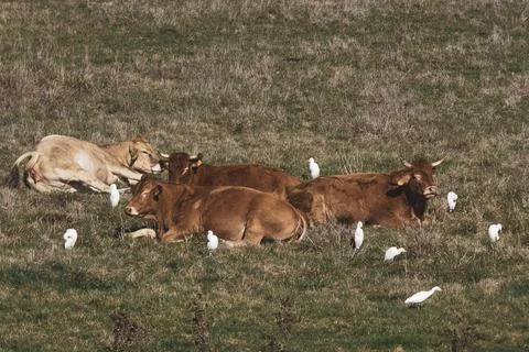 Bubulcus ibis Photos