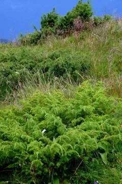 Bucegi Mountain Stock Photos