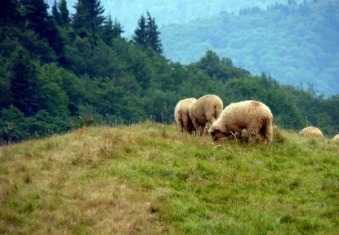 Bucegi mountain Stock Photos