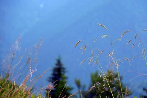Bucegi Mountain Фото