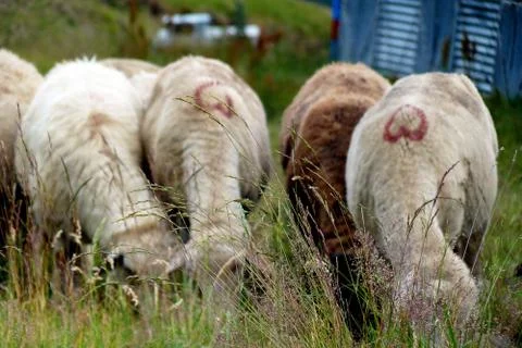 Bucegi mountain Stock Photos