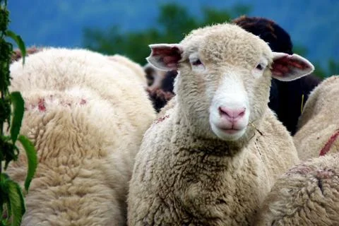 Bucegi mountain Foto stock