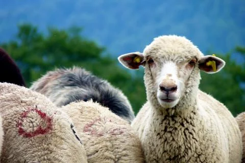 Bucegi mountain Stock Photos