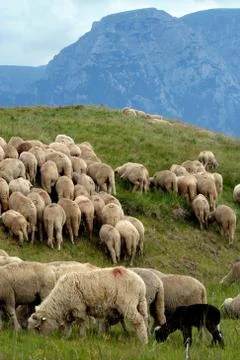 Bucegi mountain Фото