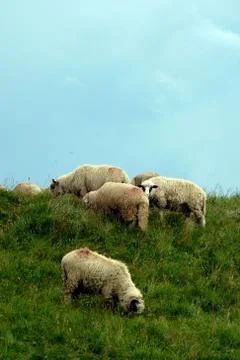 Bucegi Mountain Stock Photos