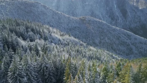 Bucegi Mountains Forest Stock Footage 231554706