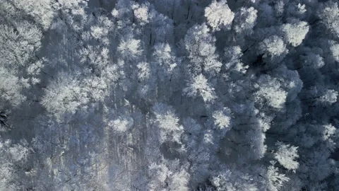 Bucegi Mountains Forest Stock Footage 231554726