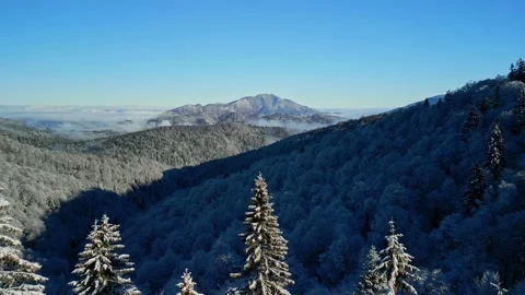Bucegi Mountains Forest Stock Footage 231554835