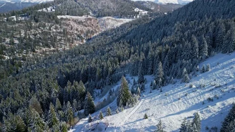 Bucegi Mountains Forest Stock Footage 231555149