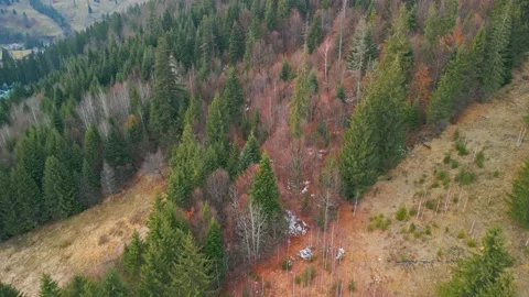 Bucegi Mountains Forest Stock Footage 231555489