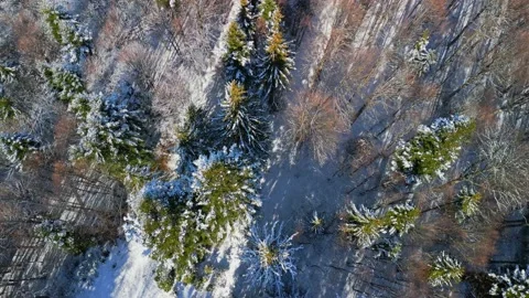 Bucegi Mountains Forest Stock Footage 231555492