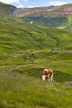 Bucegi mountains in Romania Stock Photos