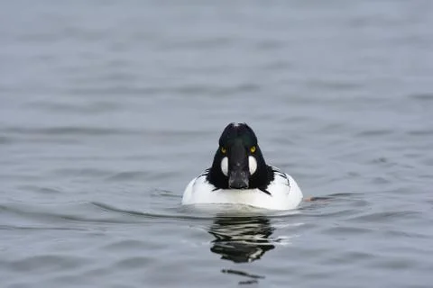 Bucephala clangula 스톡 사진