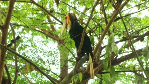 Buceros hornbill Stock Footage 212632983