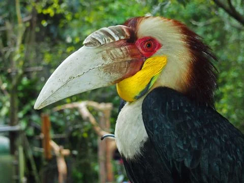 Bucerotidae Stock Photos