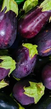 A buch of eggplants Stock Photos