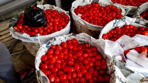 Buch of fresh tomatoes Stock Footage 209160045