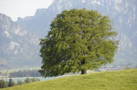Buche Baum Stock Photos