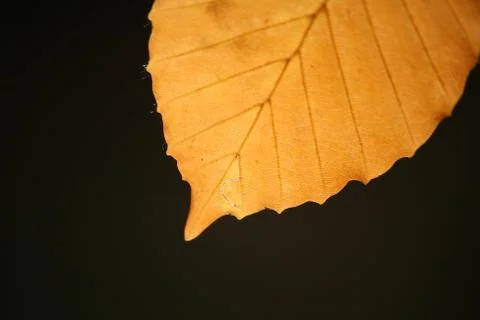 Buchenblatt Stock Photos