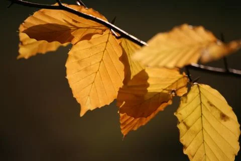 Buchenblätter Stock Photos