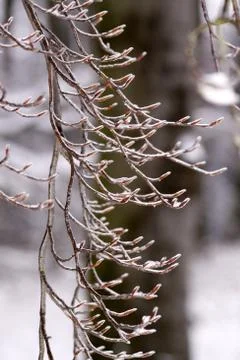 Buchenknospen mit Eisüberzug Stock Photos