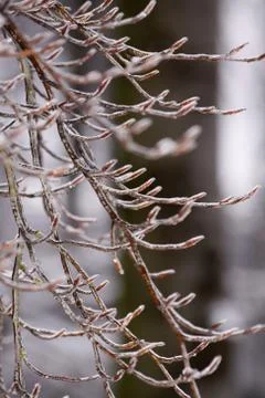 Buchenknospen mit Eisüberzug Stock Photos