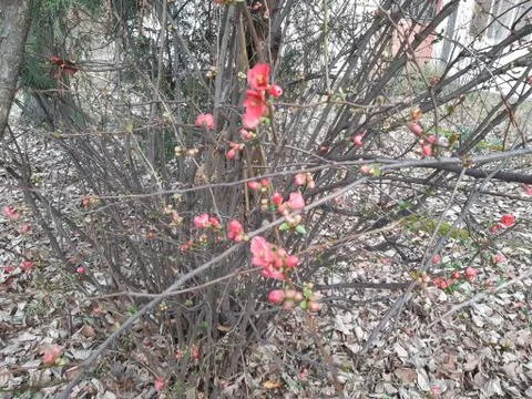 Buches in bloom Stock Photos