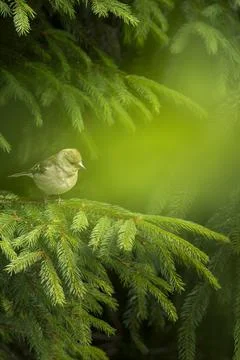 Buchfink Stock Photos