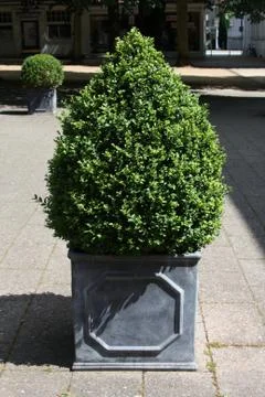 Buchsbaum Stock Photos