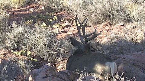 Buck in the Act of Bedding Down-- Zoom In on Antlers Stock Footage 49680058