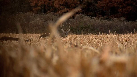 Buck and Doe in Cornfield Video stock 106884334