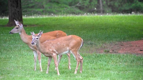 Buck and doe graze in spring meadow Stock Footage
