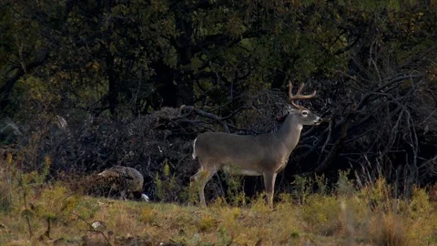 Buck and Turkey Video stock 106884850