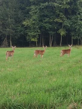 Buck and Two Does Lined Up Looking at Camera Stock Photos