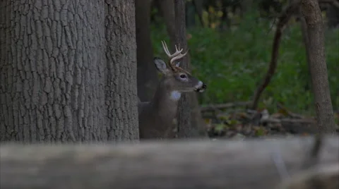 Buck with antlers behind tree in forest Stock Footage 56435285