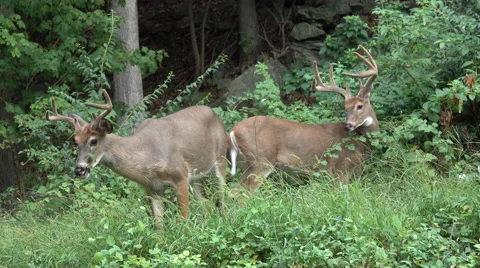 A buck asserts dominance over a younger male Stock Footage 67477329