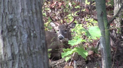 Buck behind Tree 動画素材 41983972