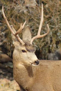 Buck Close up Stock-Fotos