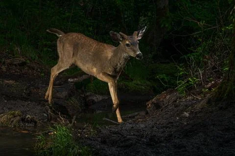 Buck Crossing Stock Photos